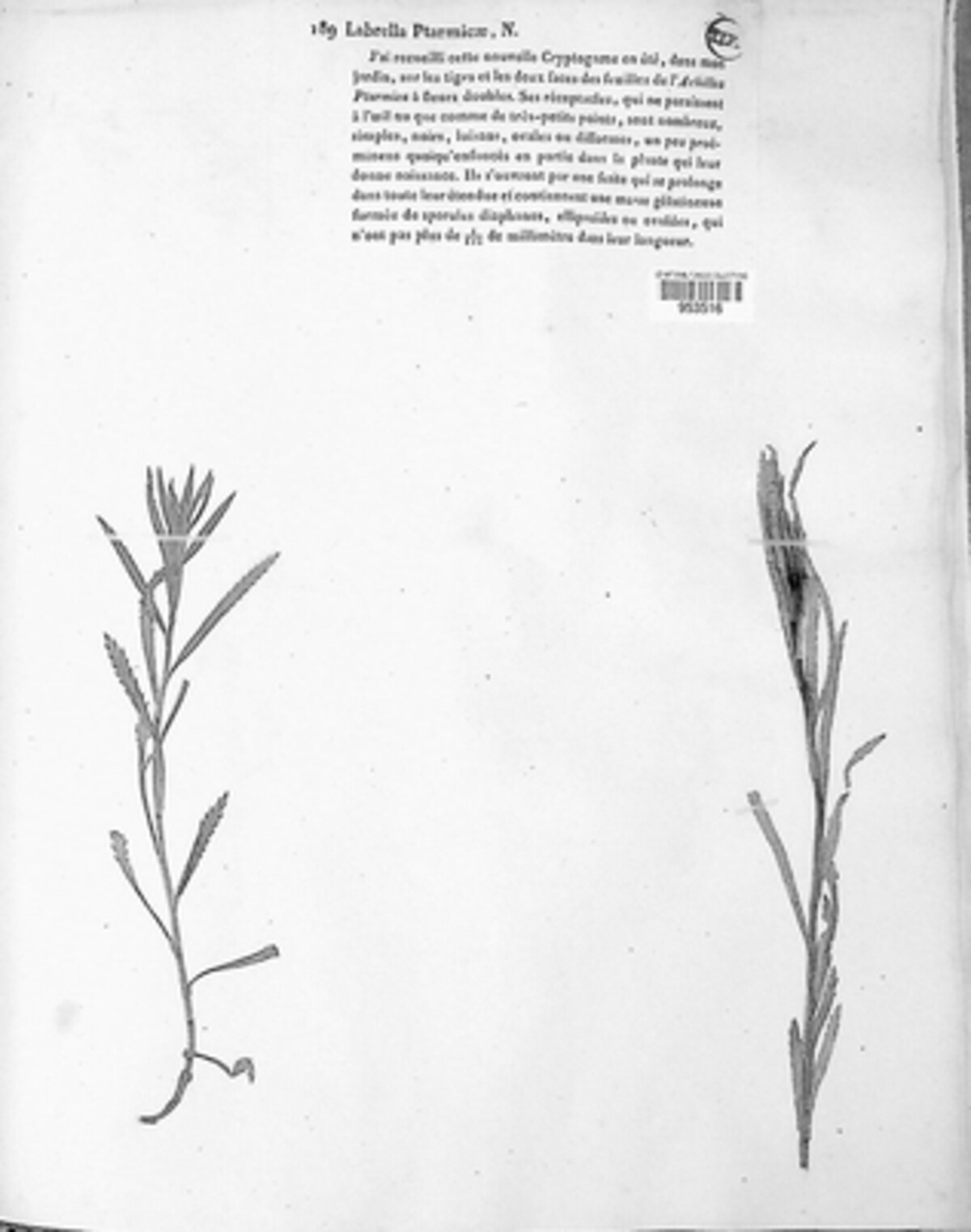 Labrella image